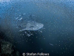 Sneaky
Whale Shark - Rhincodon typus
Sail Rock, Thailand by Stefan Follows 
